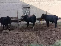 گاو و گوساله (گروه، جنسیت مشخص نشده), گاو — عکس 7