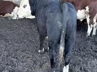 Býk, Simmental cattle — foto 2