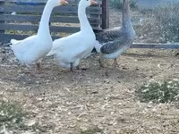 Geese — foto 6