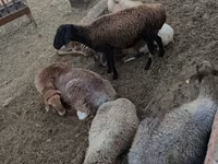 بھیڑ, بھیڑیں — تصویر 2
