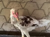 Chickens — عکس 2