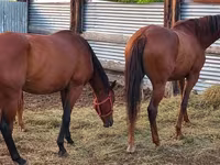 घोड़ी, Thoroughbred horse — फ़ोटो 6