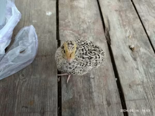 Quails
