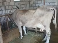 Vaca, Swiss cattle — foto 4