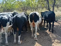 Bull, Cattle — photo 4