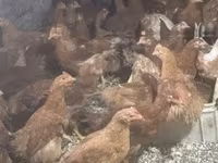 Chickens — 4. fotó