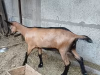 Ziege, Alpine goat — Foto 2