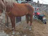 اسب (گروه، جنسیت مشخص نشده), Kazakh horse — عکس 2