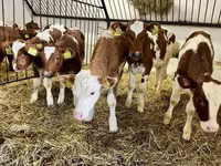 Mucca, Simmental cattle — foto 3