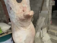 قوچ, Merino sheep — عکس 1
