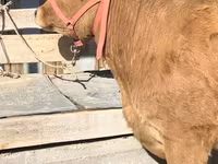 Vacă, Belgian Blue — foto 2