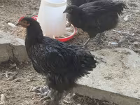 Brahma — fotografija 3