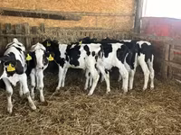Tyre, Russian Black pied cattle — foto 1