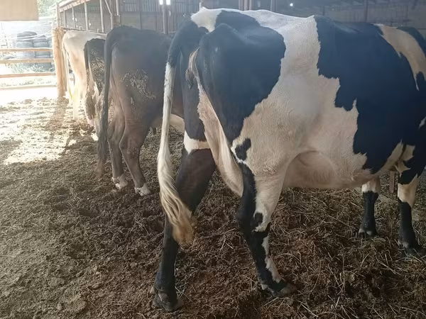 Үнээ, Swiss cattle