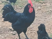 Australorp — foto 1