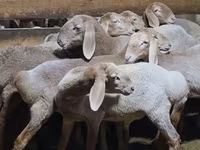Beran, Arashan sheep — foto 5
