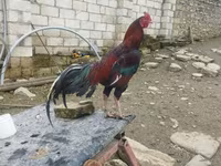 Chickens — รูปภาพ 8