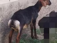 Billy Goat, Goats — photo 7