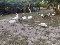 Geese — Foto 4
