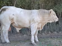 Tyre, Charolais cattle — foto 3
