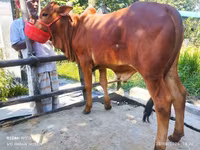 Banteng, Cattle — foto 1