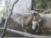 قوچ, Arashan sheep — عکس 3