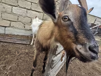 Koza, Saanen goat — foto 4