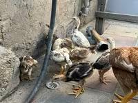 Chickens — foto 1