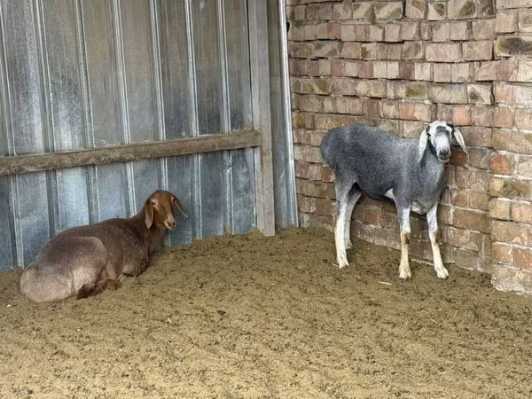 암양, Arashan sheep