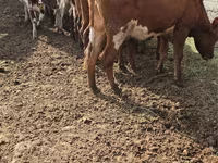 Cow, Swiss cattle — photo 2