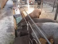 Kambing jantan, Sheep — foto 4