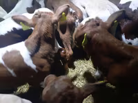 ষাঁড়, Simmental cattle — ছবি 2