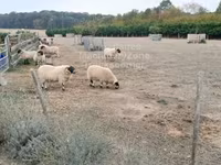 قوچ, Scottish Blackface sheep — عکس 1