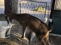 암염소, Nubian Goat — 사진 7
