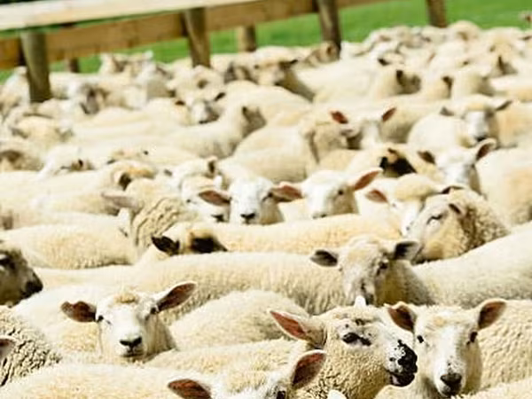 Sheep, Sheep — Kyrgyzstan