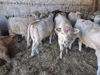 Bulle, Charolais cattle — Foto 4