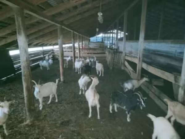 Kozy (šarže, pohlaví neuvedeno), Kozy
