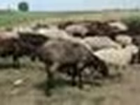 Domba jantan, Sheep — foto 4