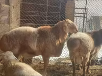 Beran, Arashan sheep — foto 1