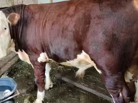 Bou, Swiss cattle — foto 3