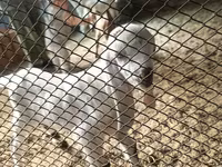 Ziegenbock, Nubian Goat — Foto 1
