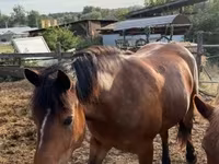 Kuda betina, Horses — foto 8