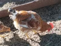 Chickens — foto 1