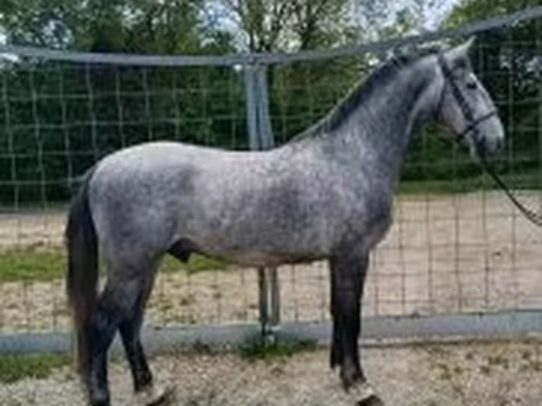 Aygır, Lipizzaner