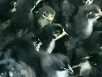 Chickens — foto 6