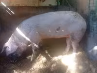 Säue, Schweine — Foto 2