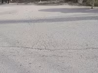 Baran, Owce — zdjęcie 1
