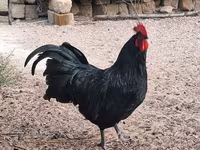 Australorp — foto 4