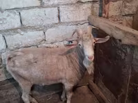 بز ماده, Saanen goat — عکس 2