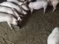 Boar, Pigs — photo 7